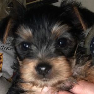 Meet your Posher, Margie